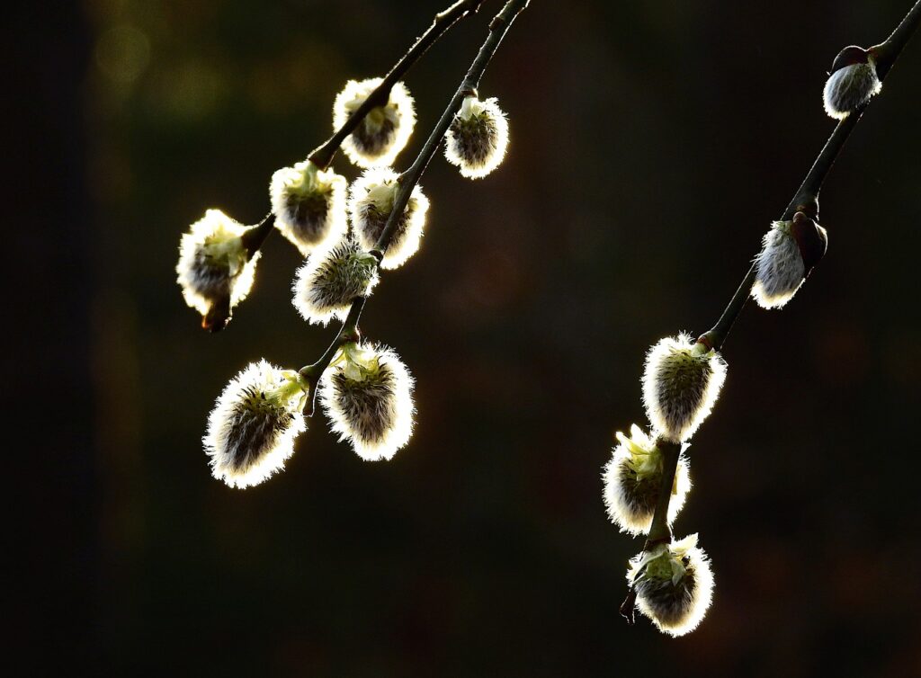 BASEの使い方を30代がオンラインでマスターするには？